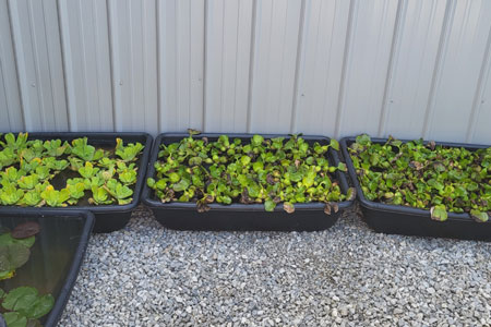 lettuce and water hyacinth