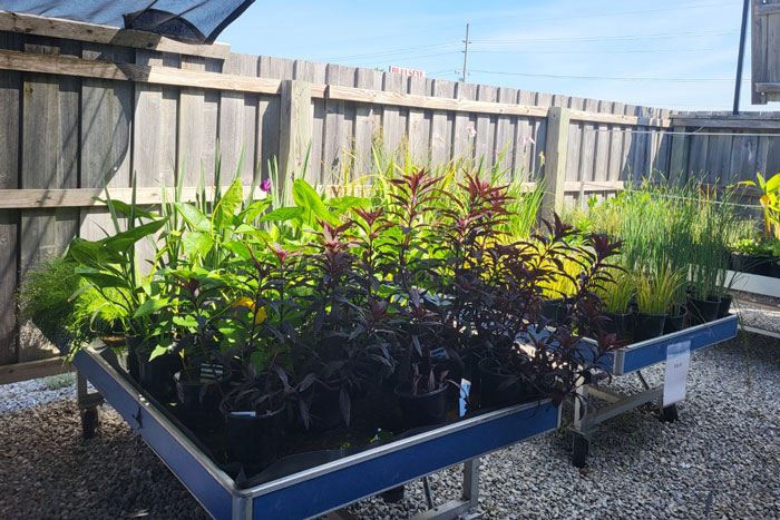 shallow water plants