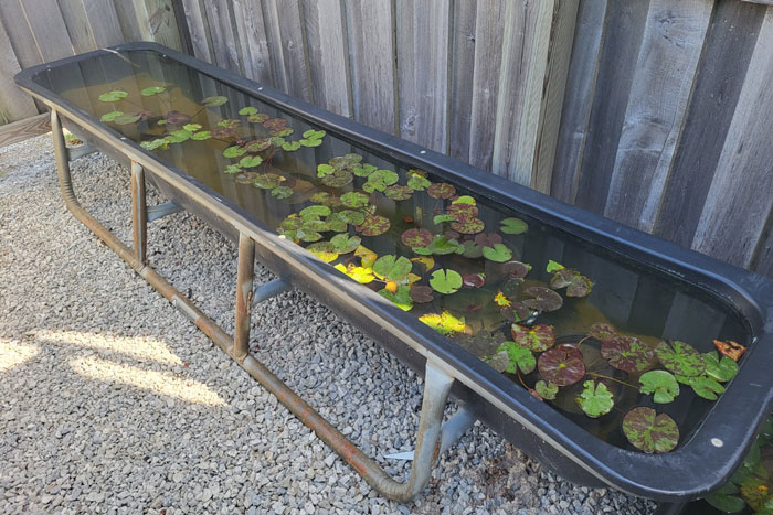 water lilies