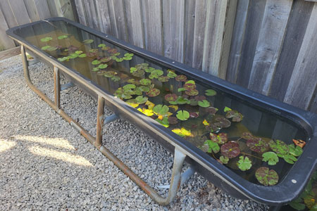 Rectangular pond with floating lily pads.