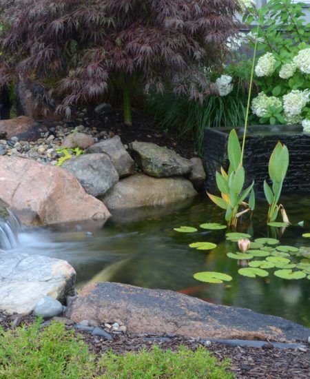 backyard waterfall lily pads