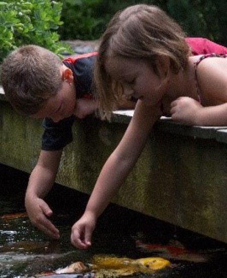 Children feeding fish in garden pond