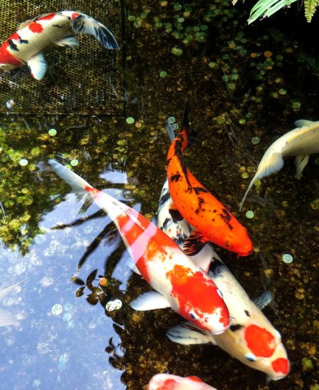 Colorful koi fish swimming in a pond
