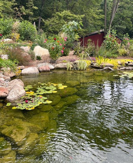 Healthy pond