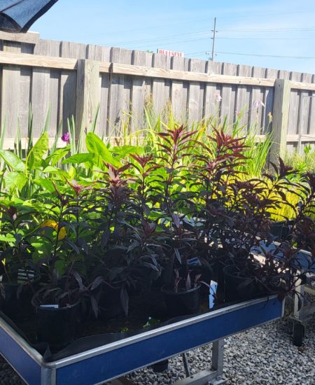 shallow water pond plants