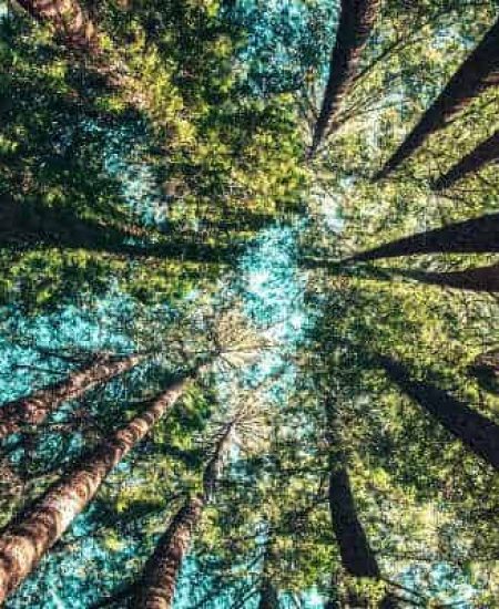 View of tall trees from below, blue sky visible.
